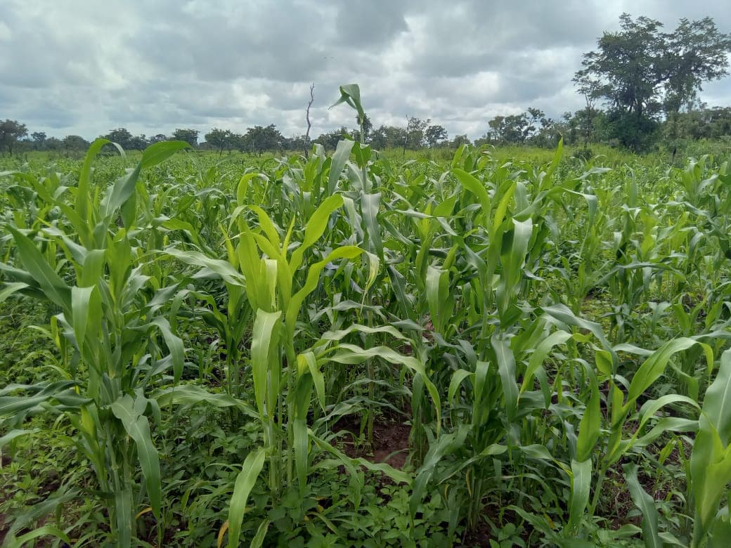 Lifting the Burden Before the First Seed: Maize Farmers Support in Savelugu 