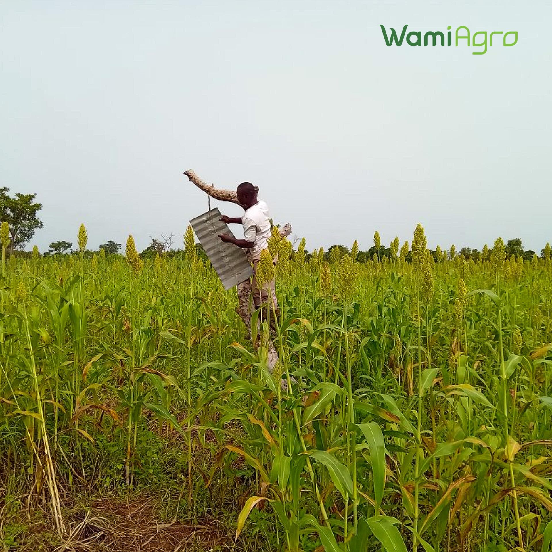 Empowering Women & Youth: IDH Grains for Growth Program 